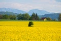 Canola field