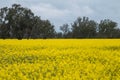 Canola Field in Victoria Australia Royalty Free Stock Photo