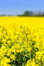 Canola field