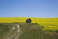 Canola Field