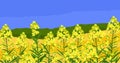 Canola field. Yellow rapeseed sprigs. Rape plants with colza or mustard buds. Vector illustration of yellow flowers