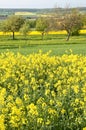 Canola Fields