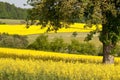 Canola Fields