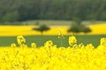 Canola Fields