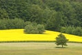 Canola Fields