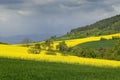 Canola fields Royalty Free Stock Photo