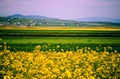 Canola fields Royalty Free Stock Photo