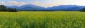 Canola Fields Adirondacks Panorama Royalty Free Stock Photo