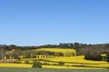 Canola fields in the Ampurdan, Royalty Free Stock Photo