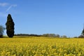 Canola fields in the Ampurdan, near Monells, Royalty Free Stock Photo