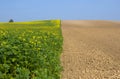 Canola Fields in autum