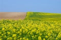 Canola Fields in autum