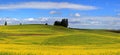 Canola fields