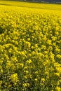 Canola fields country New South Wales 16x9 Royalty Free Stock Photo