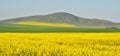 Canola fields Royalty Free Stock Photo