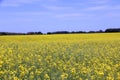 Canola fields Manitoba 2 Royalty Free Stock Photo