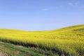 Canola fields Manitoba 3 Royalty Free Stock Photo