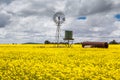 Canola Fields Near Smeaton