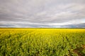 Canola Fields Near Smeaton in Victoria Australia