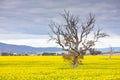 Canola Fields Near Smeaton in Victoria Australia