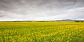 Canola Fields Near Smeaton in Victoria Australia