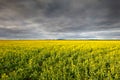 Canola Fields Near Smeaton in Victoria Australia