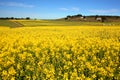 Canola fields