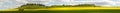 Canola fields panorama Royalty Free Stock Photo