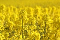 Canola fields or Rapeseed plant Royalty Free Stock Photo