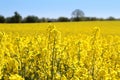 Canola fields or Rapeseed plant Royalty Free Stock Photo