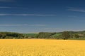 Canola fields at the river Nidda Royalty Free Stock Photo