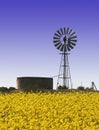 Canola fields with windmill Royalty Free Stock Photo