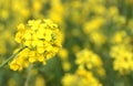 Canola Flower