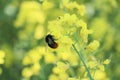 Canola flower and bee pollinated