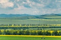 Canola flower field in mountains Royalty Free Stock Photo