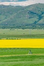 Canola flower field in mountains Royalty Free Stock Photo