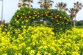 Canola flower field and orange in jeju island Royalty Free Stock Photo