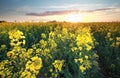 Canola flower field at sundown Royalty Free Stock Photo