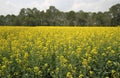 Canola flower fields Royalty Free Stock Photo