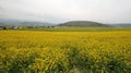 Canola flower fields Royalty Free Stock Photo