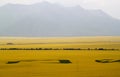 Canola flower fields Royalty Free Stock Photo