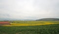 Canola flower fields Royalty Free Stock Photo