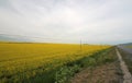 Canola flower fields Royalty Free Stock Photo