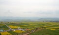 Canola flower fields Royalty Free Stock Photo