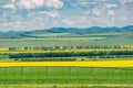 Canola flower field in mountains Royalty Free Stock Photo