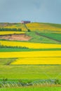 Canola flower field in mountains Royalty Free Stock Photo