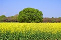 Canola flower field at Showa Kinen Park Royalty Free Stock Photo