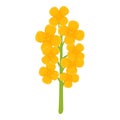 Canola flower icon cartoon vector. Rapeseed plant food Royalty Free Stock Photo