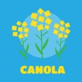 Canola flower illustration. Canola flower concept in flat