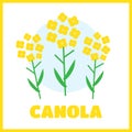 Canola flower illustration